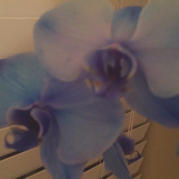 Meet your Posher, Sara - Picture 1 of 1